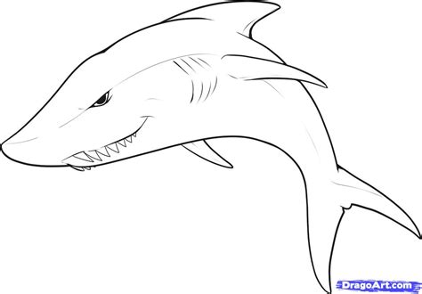 draw  easy shark step  step sea animals animals