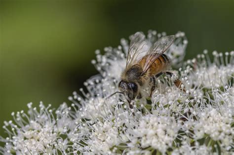 Photo Honey Bee Apis Mellifera