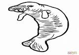 Coloring Clipartmag Manatee sketch template