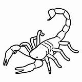 Alacran Dibujos Escorpiones Escorpion Alacranes Alacrán Escorpión Escorpi Faciles Pinto Chachipedia sketch template