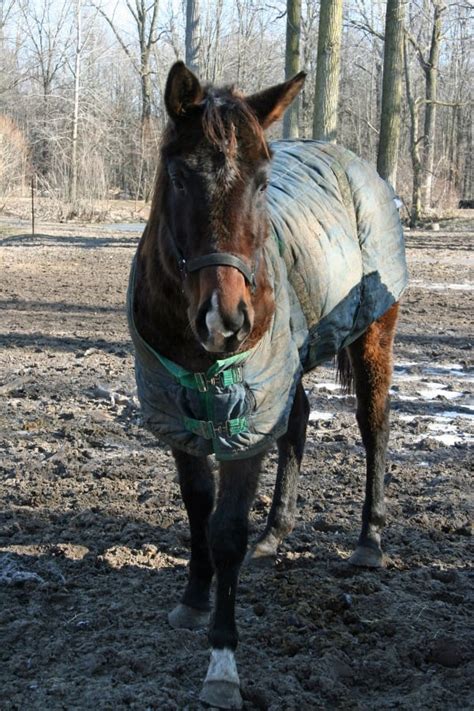 horse named search michigan horse welfare coalition