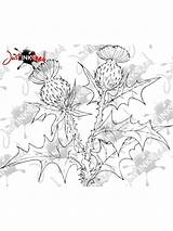 Thistle Scottish Drawing Getdrawings sketch template