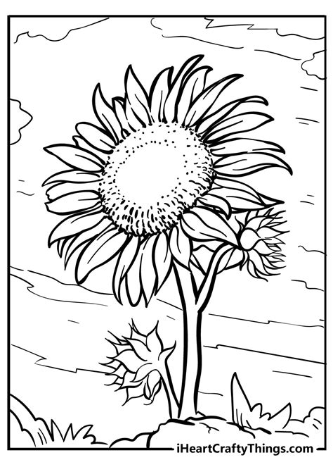 coloring sunflower pages