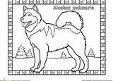 Coloring Malamute Alaskan Dog Siberian Husky Pages 171px 79kb Color Huskies sketch template