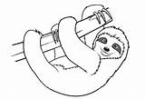 Sloth Leniwiec Printable Sloths Kolorowanka Toed Three Leniwy Druku Kolorowanki Colouring Bajki Bettercoloring Wydruku Drukowanka Colorin Zwierzątko Drukowania sketch template