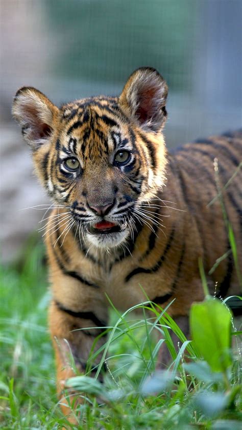 cute baby animals tiger cub   grass tiger wild animals cub hd