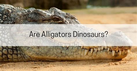 shocking  alligators dinosaurs   arkansas