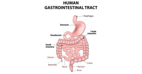 upper gi tract birmingham gastroenterology associates