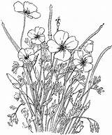 Poppy Ranunculus sketch template