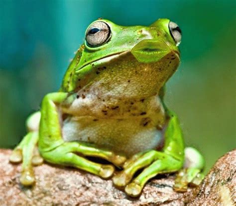 funny animals funny frog