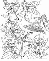 Bird Coloring Birds Pages Bluebird Idaho Flower Printable Flowers State Blue Adult Animals Mountain Kids Colouring Color Mock Orange Drawings sketch template