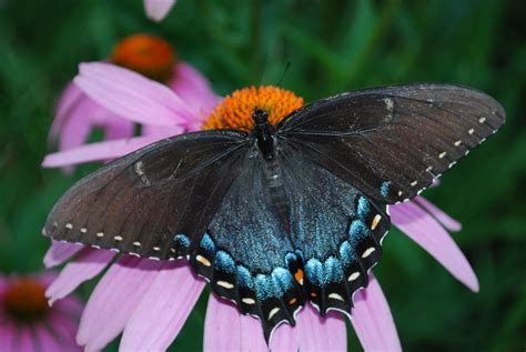 black butterfly  polygon man  deviantart