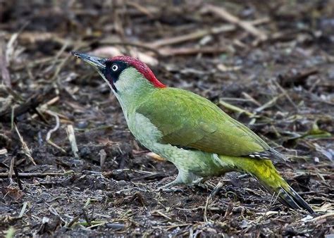 details green woodpecker birdguides