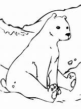 Bear Polar Coloring Pages Arctic Animals Cute Tundra Color Hare Baby Printable Drawing Outline Kids Realistic Template Bears Cub Cola sketch template