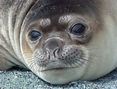 elephant seal   info  wildlife