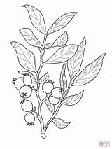 Huckleberry Coloring Branch Drawing Pages Fruit Printable Idaho Plant Tattoo Drawings Flower Google Sheets Illustration Botanical Line sketch template