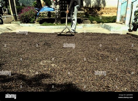 agricultural coomodity  res stock photography  images alamy