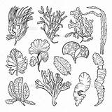 Graphicriver Unterwasserpflanzen Plante Kaynak Sealife Vec sketch template