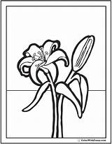Lily Coloring Pages Stargazer Printable Pencil Preschool Printables Pdf Template Color Getcolorings Colorwithfuzzy sketch template