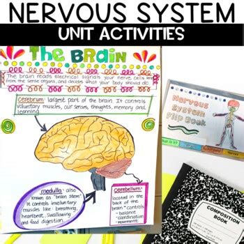 nervous system activities  teaching muse teachers pay teachers