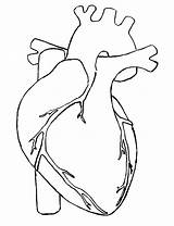 Heart Human Drawing Anatomical Simple Clipart Real Outline Line Body Draw Hearts Clip Blank Template Diagram Cliparts Kids Drawings Sketch sketch template