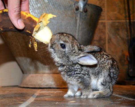 cute bunny pictures      aww  pics amazing creatures