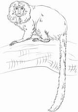 Tamarin Lion Golden Coloring Monkey Draw Pages Drawing Step Printable Marmoset Realistic Categories sketch template
