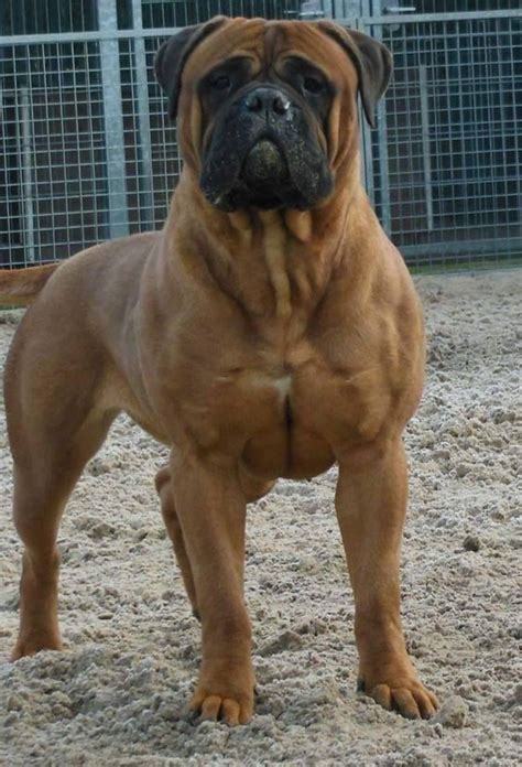 bullmastiff large dog breeds bull mastiff worlds largest dog