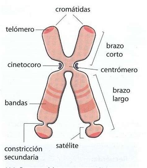 Conceptos De Adn Gen Y Cromosoma
