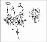 Drawing Saxifrage Coloring Purple Template Flowers Archipelago Flora Arctic Canadian sketch template