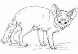 Fennec Colorear Renards Raposas Bebes Eared Coloriages Zorros Designlooter sketch template