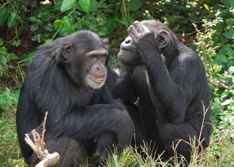 chimpanzee trekking vacations in africa audley travel