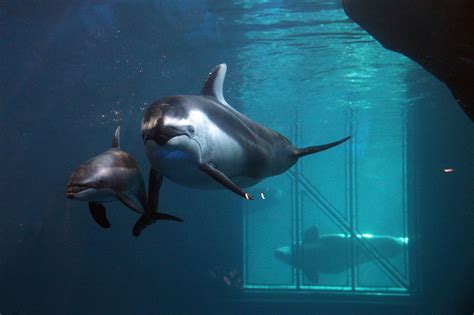 baby dolphin   shedd aquarium chicago tribune