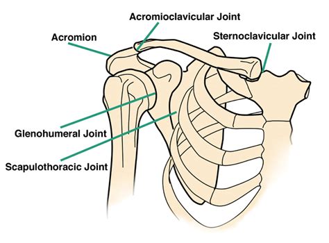 schematic anatomy  shoulder complex   compensatory  scientific diagram