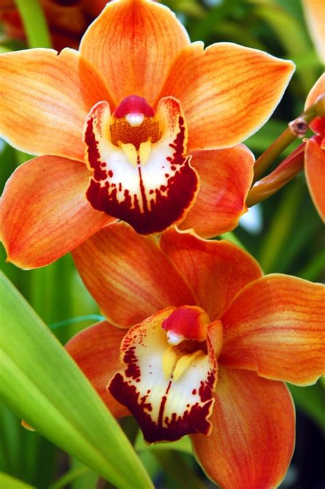 Items Similar To Orange Cymbidium Orchid Macro Orchid