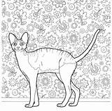 Coloring Pages Cat Rex Adults Cornish Hard Hairless Cats Color Drawings Print Pa sketch template