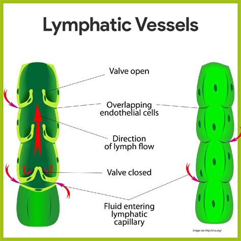 lymphatic system anatomy  physiology nurseslabs