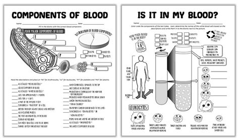 components  blood worksheet answers   gambrco