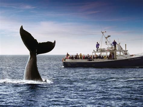 whale watching east coast canada blog discover  world