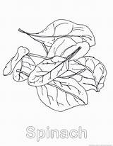 Spinach Coloring Pages Template Vegetable 123coloringpages sketch template