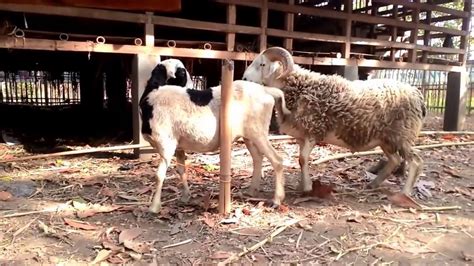 Infotainment 7 Sheep Mating With A Goat Youtube