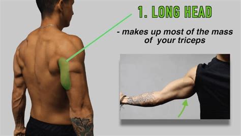 tricep workout exercises  long heads