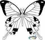 Butterfly Coloring Pages Cycle Life Easy Kids Realistic Color Drawing Fancy Printable Monarch Template Colorings Getdrawings Pattern Getcolorings Sketch Print sketch template