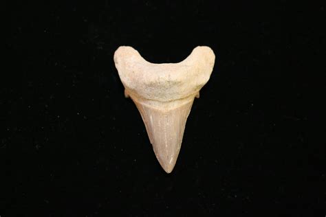otodus shark tooth morocco prehistoric