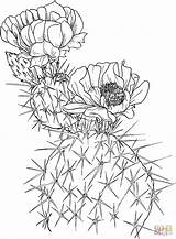 Nopal Pear Prickly Opuntia Colorear Supercoloring Saguaro Disegno Kaktus Fico Espinoso Sharkboy Lavagirl Imagixs Lusso Sheet sketch template