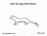 Weasel Coloring Ermine Tailed Long Short Printing Longtail Exploringnature sketch template
