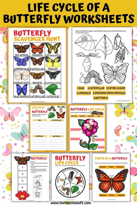 life cycle   butterfly worksheets   printables butterfly