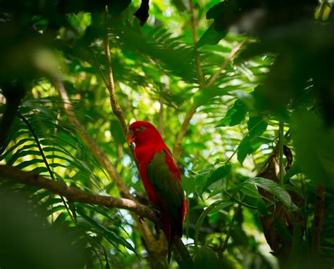 exotic parrot  jungle  photo