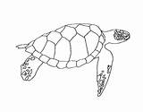 Turtles Loggerhead Outlines sketch template