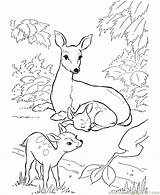 Coloring Printable Mammals Pages Deer Popular sketch template